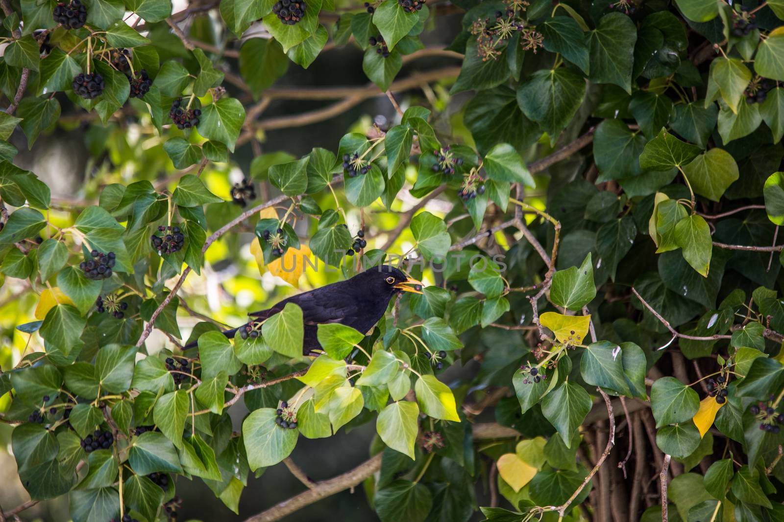 Blackbird sits in the tree in ivy by Dr-Lange