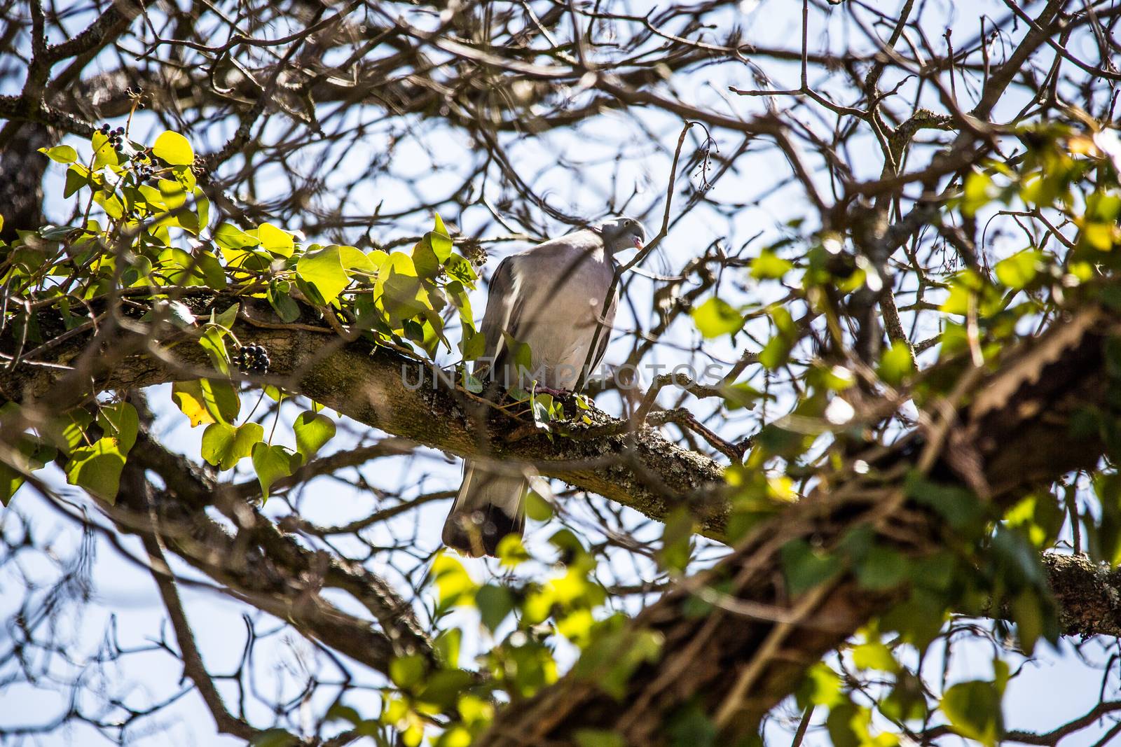Pigeon sits in the maple tree