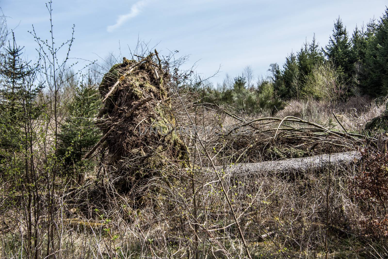 Tree uprooted by storm