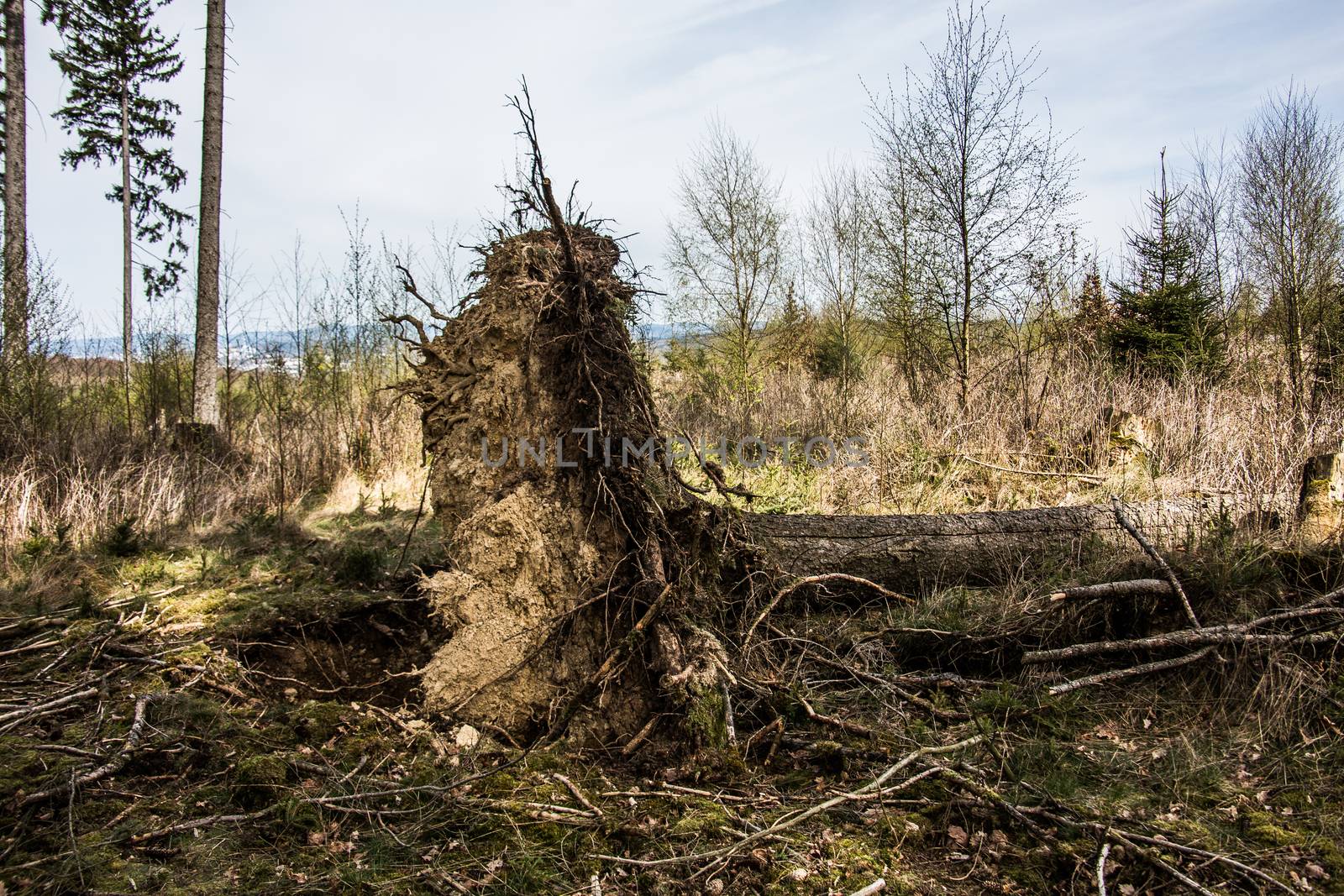 Tree uprooted by storm