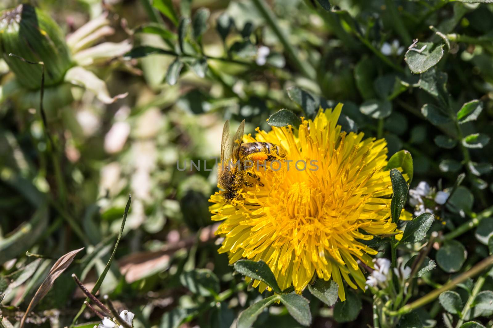 Honeybee on yellow dandelion flower