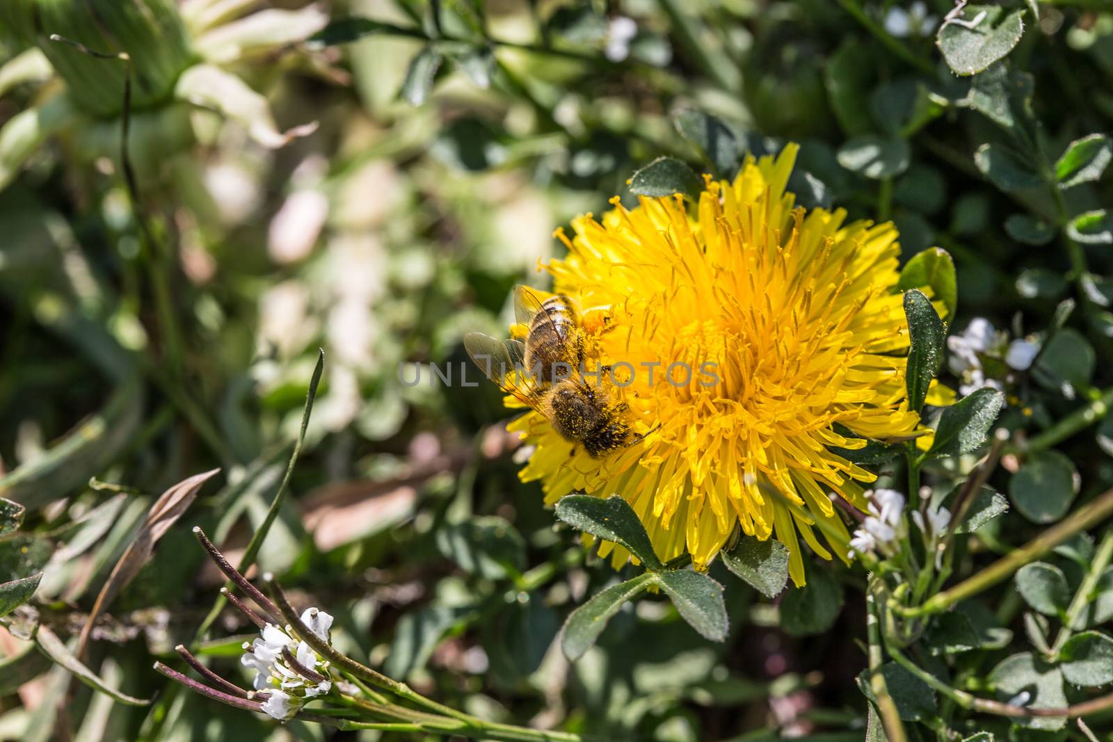 Honeybee on yellow dandelion flower by Dr-Lange