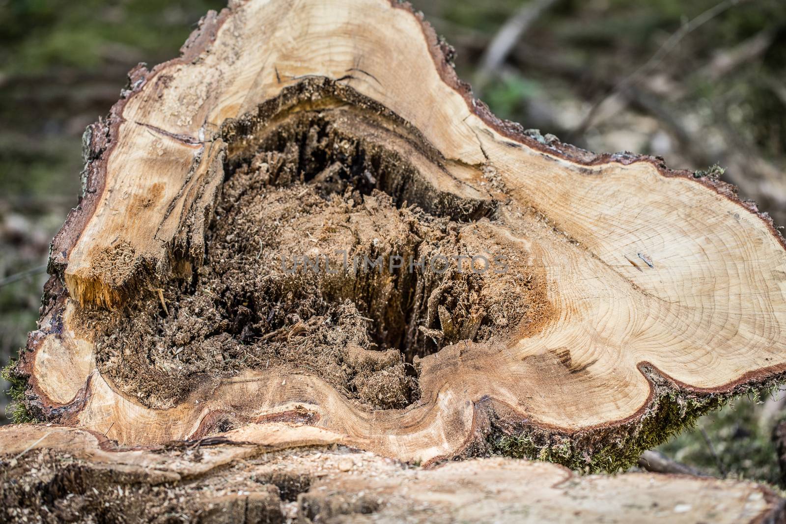 felled tree trunk with core rot by Dr-Lange