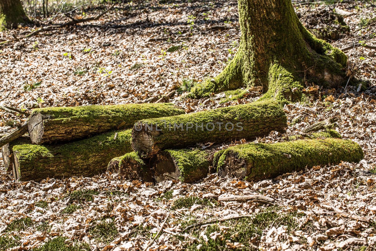 Dead wood in the forest with moss cover