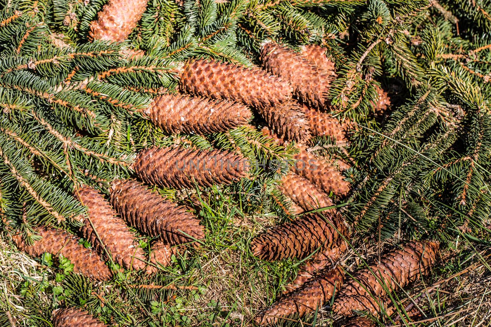 Pine branches with cones on the forest floor