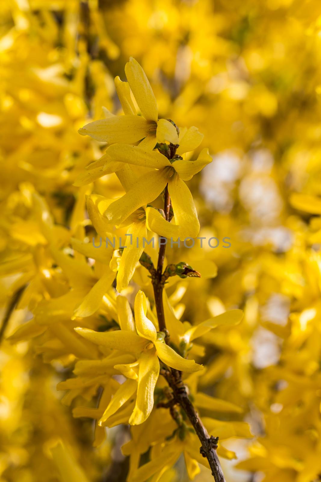 yellow flowers of the broom by Dr-Lange