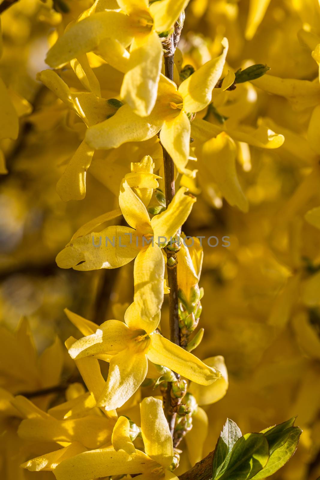yellow flowers of the broom