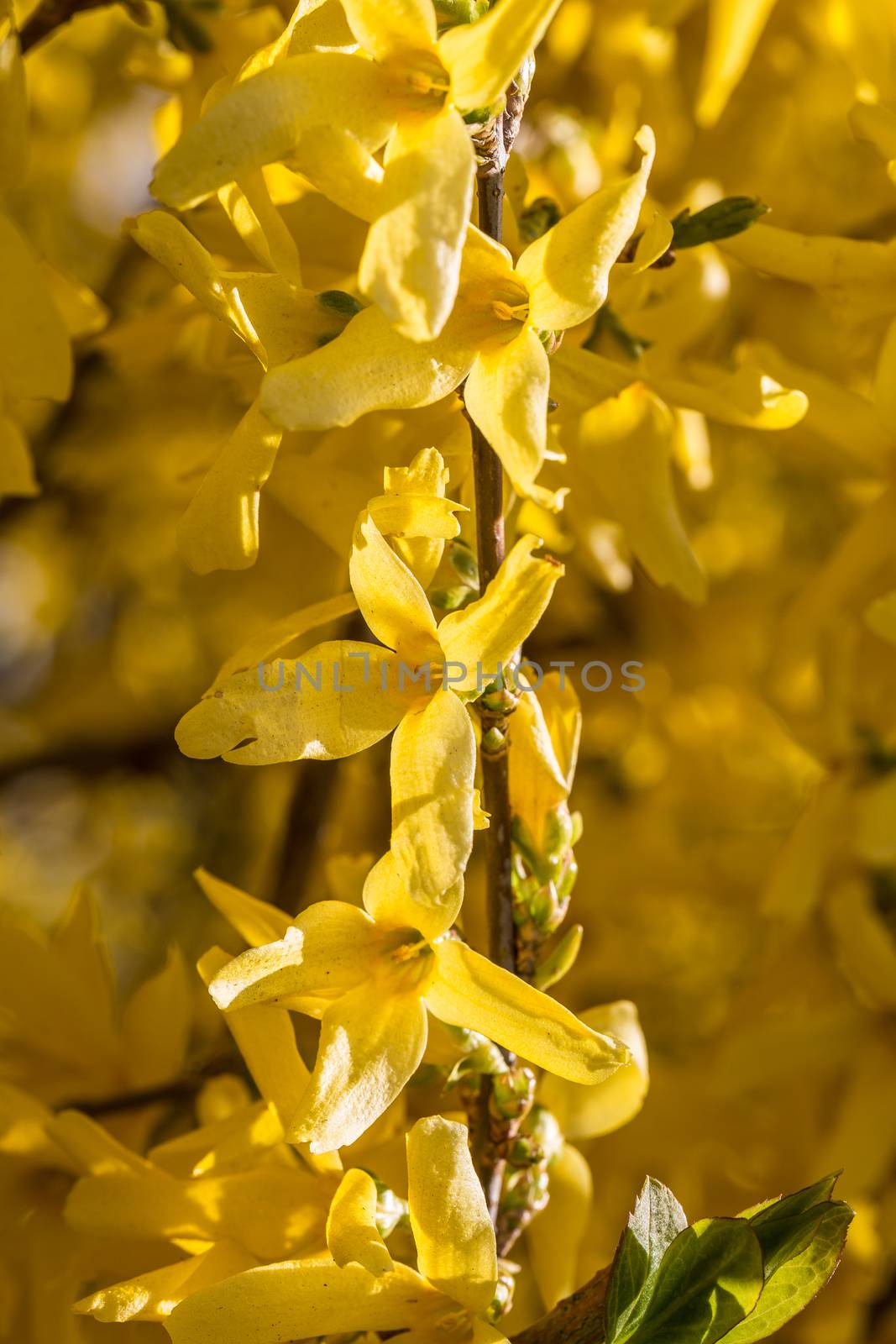 yellow flowers of the broom by Dr-Lange