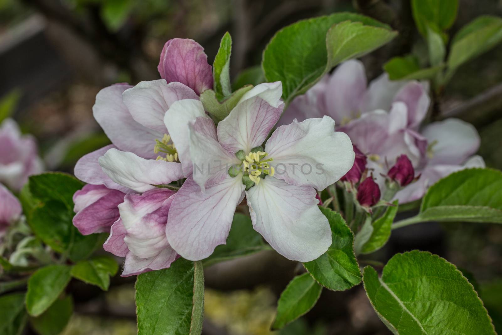 pink white apple blossom in spring by Dr-Lange