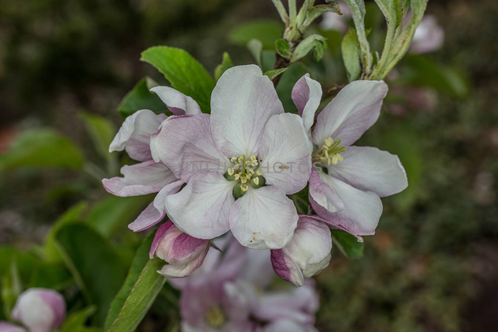 pink white apple blossom in spring