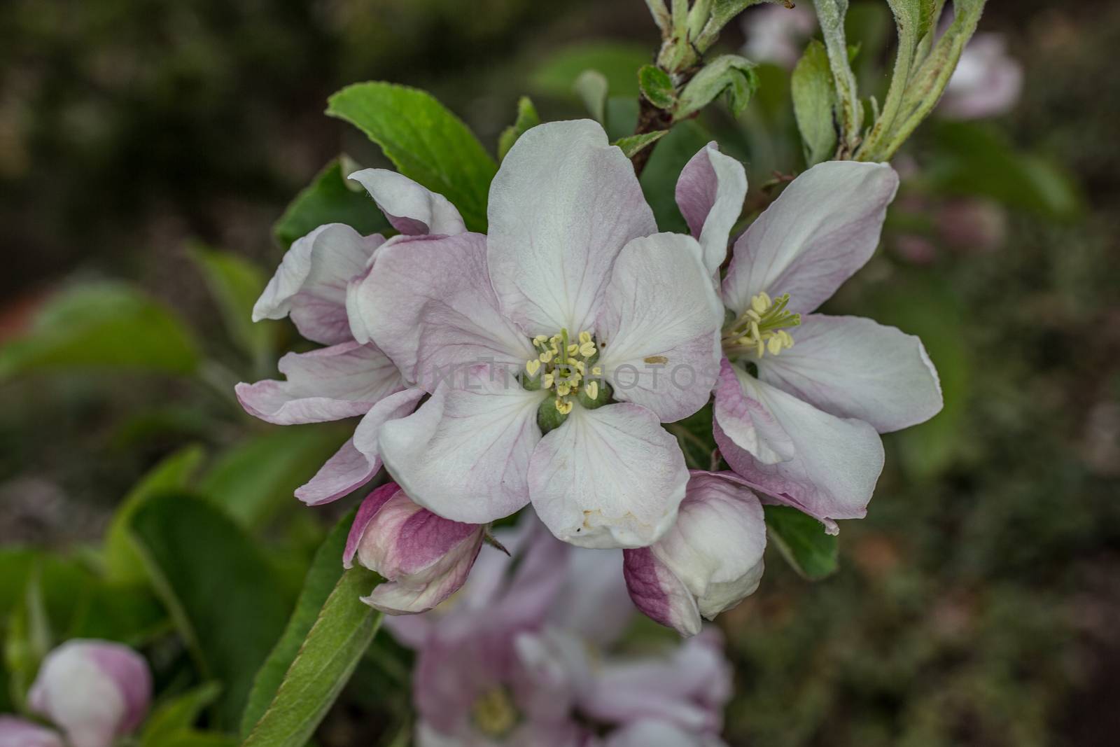 pink white apple blossom in spring by Dr-Lange