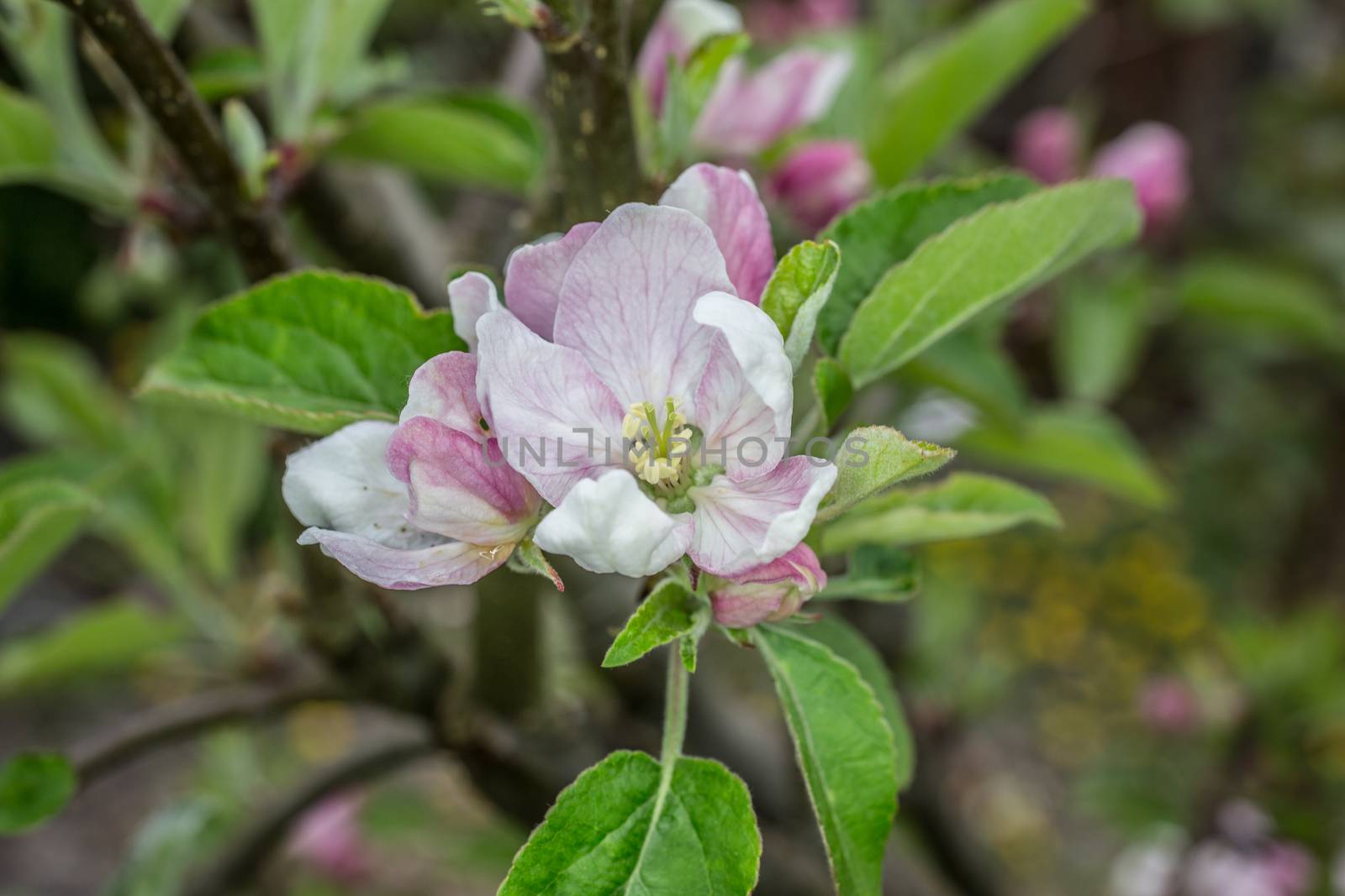 pink white apple blossom in spring by Dr-Lange