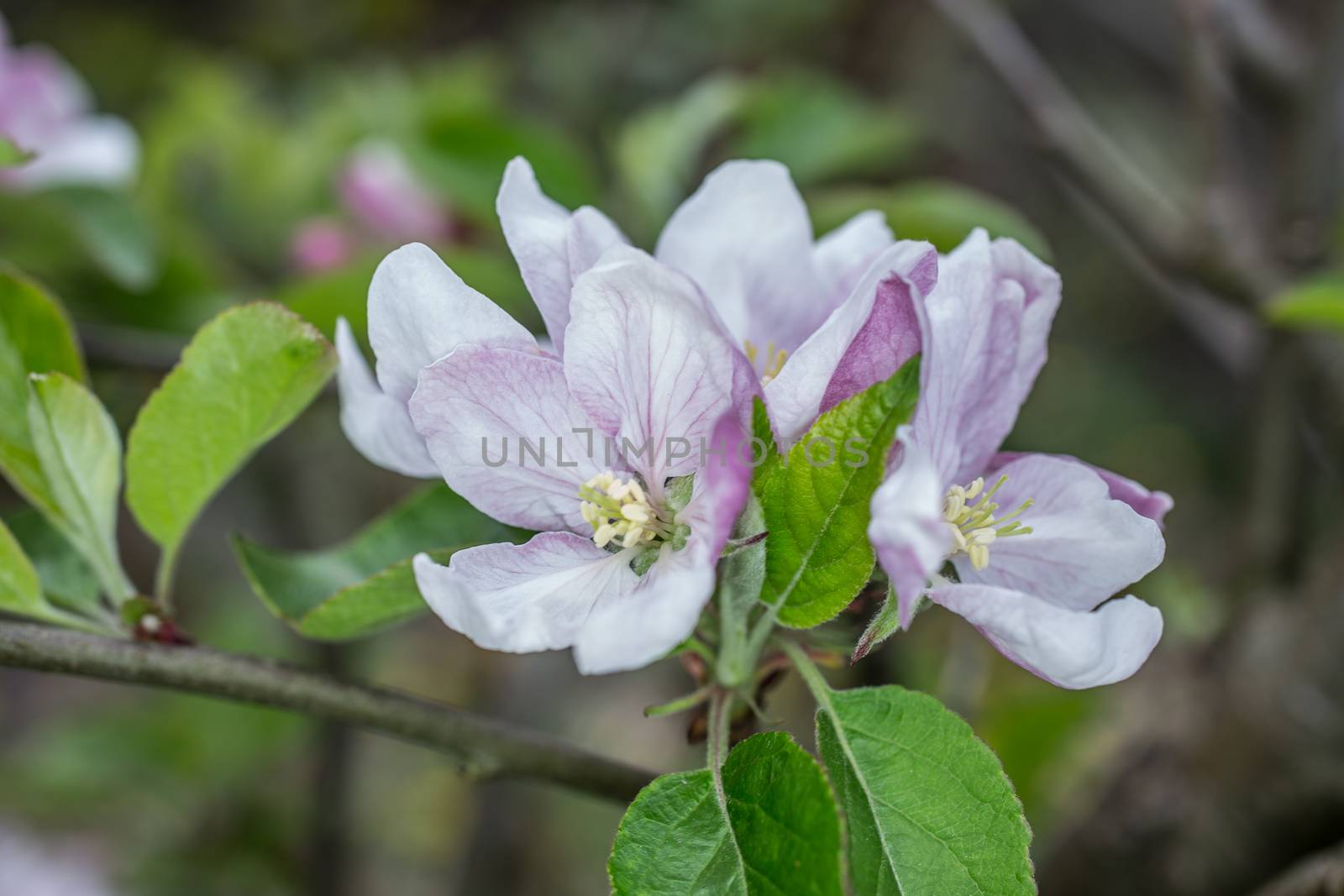 pink white apple blossom in spring