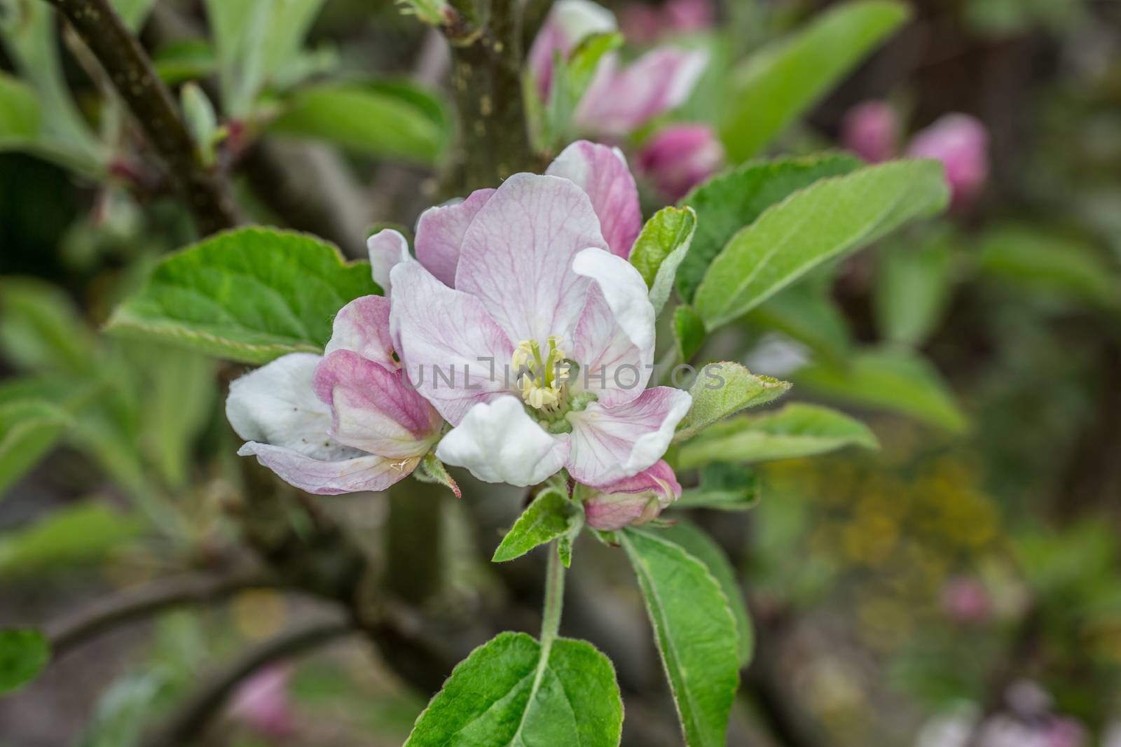 pink white apple blossom in spring by Dr-Lange