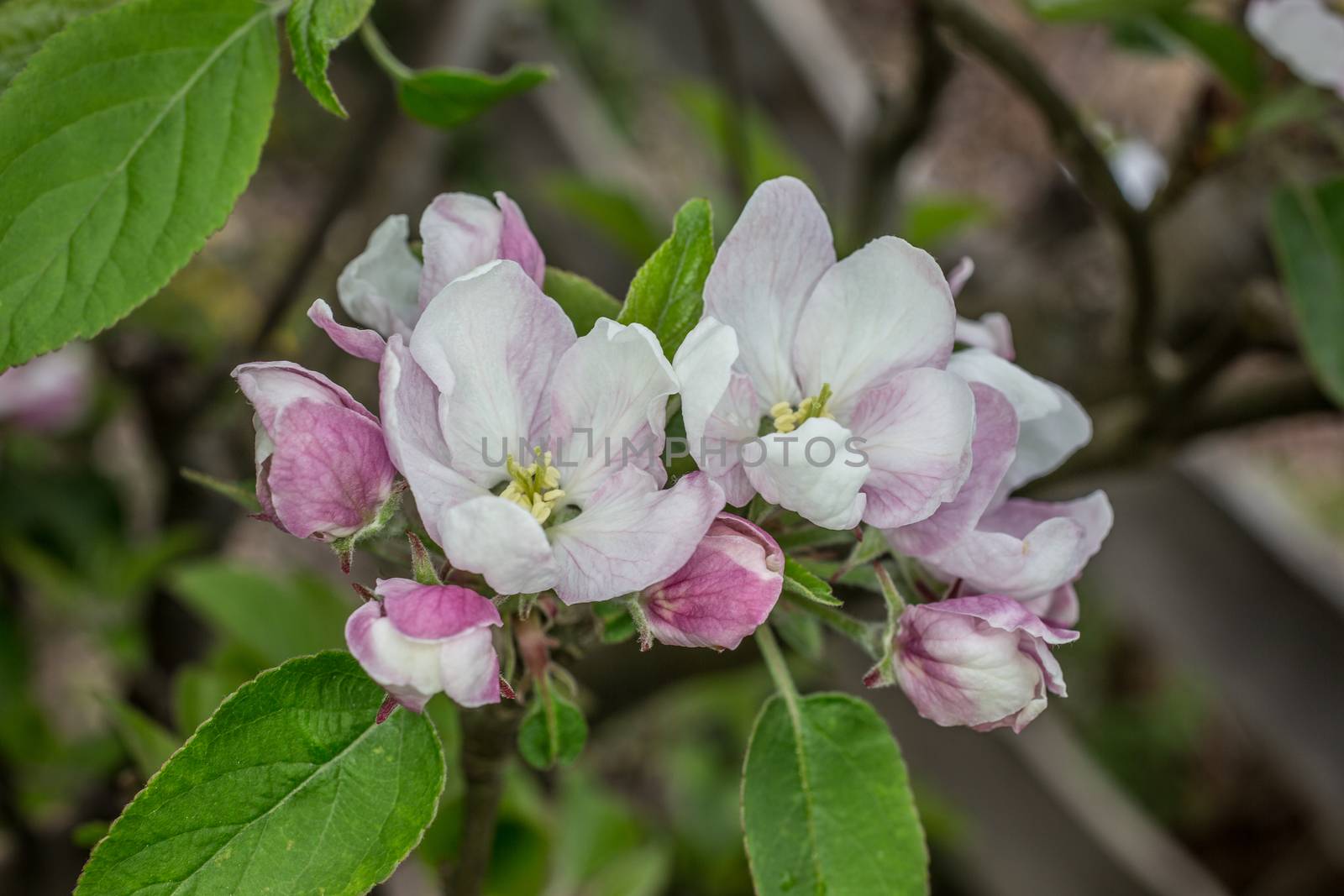 pink white apple blossom in spring