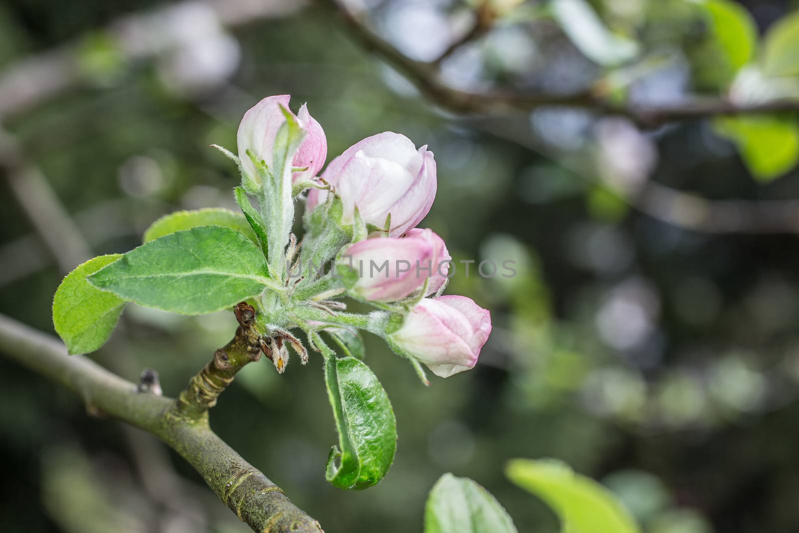 pink white apple blossom in spring