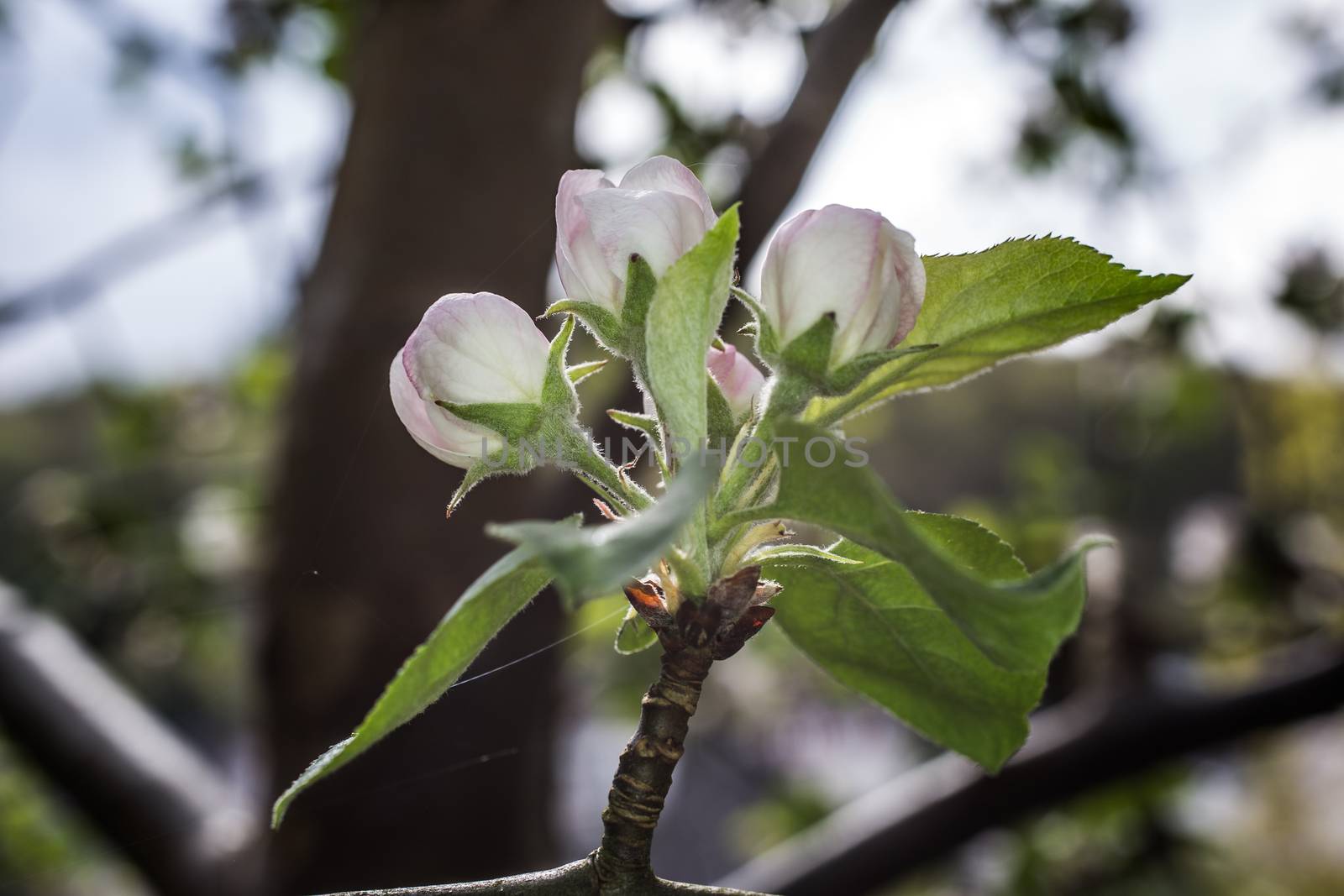 pink white apple blossom in spring