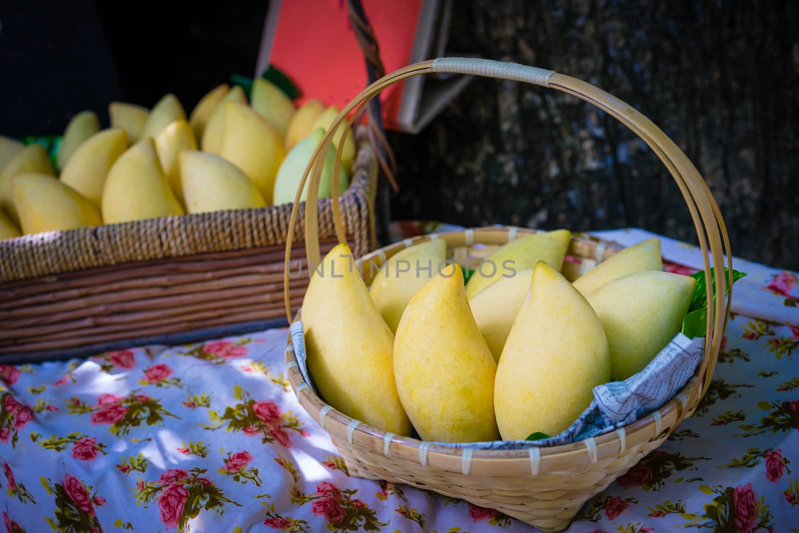 Yellow mango in basket selling at market in Thailand