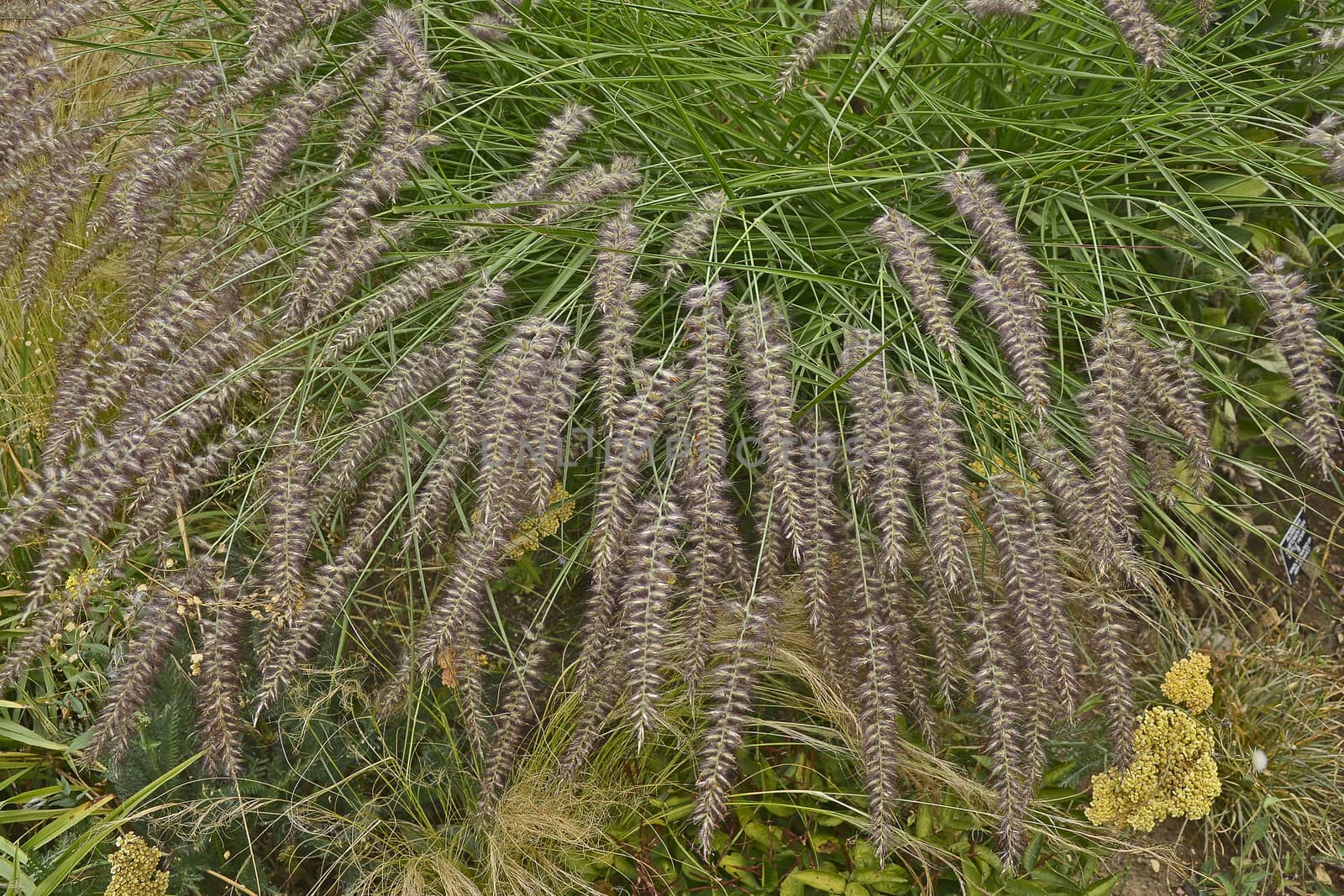 Close up of grass Pennisetum orientale Karley Rose  in a garden border
