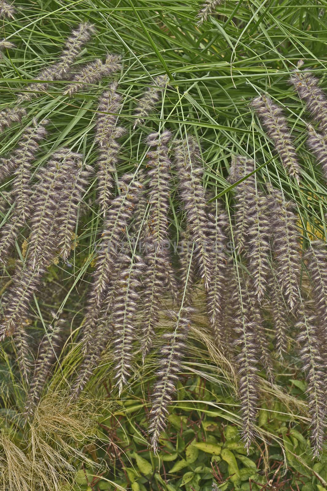 Close up of grass Pennisetum orientale Karley Rose  in a garden border