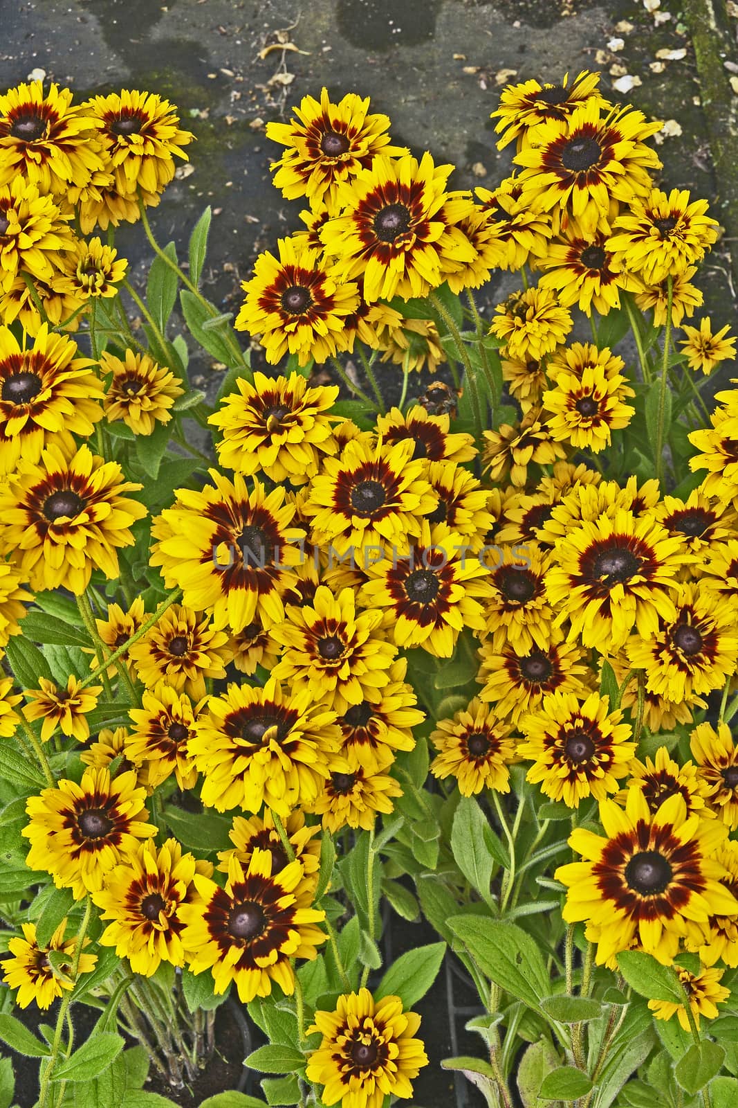 Close up of Rudbeckia 'Giggling Smiley' in a flower border