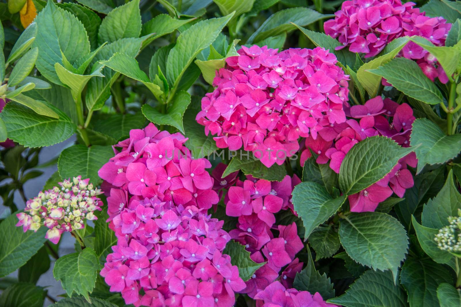 Phlox as a violet garden flower