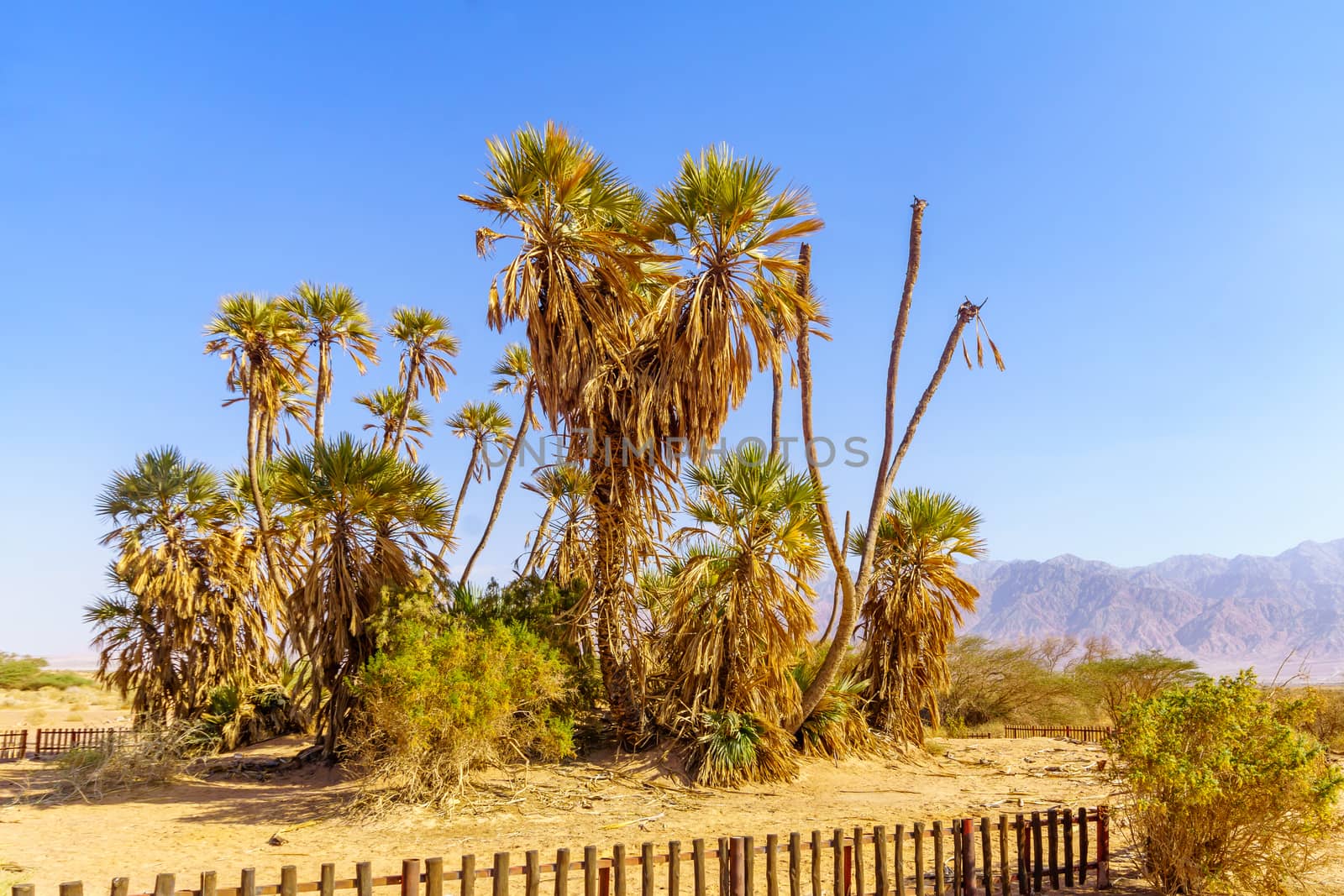 Small grove of doum palm trees (Hyphaene thebaica), in the Arava desert, southern Israel