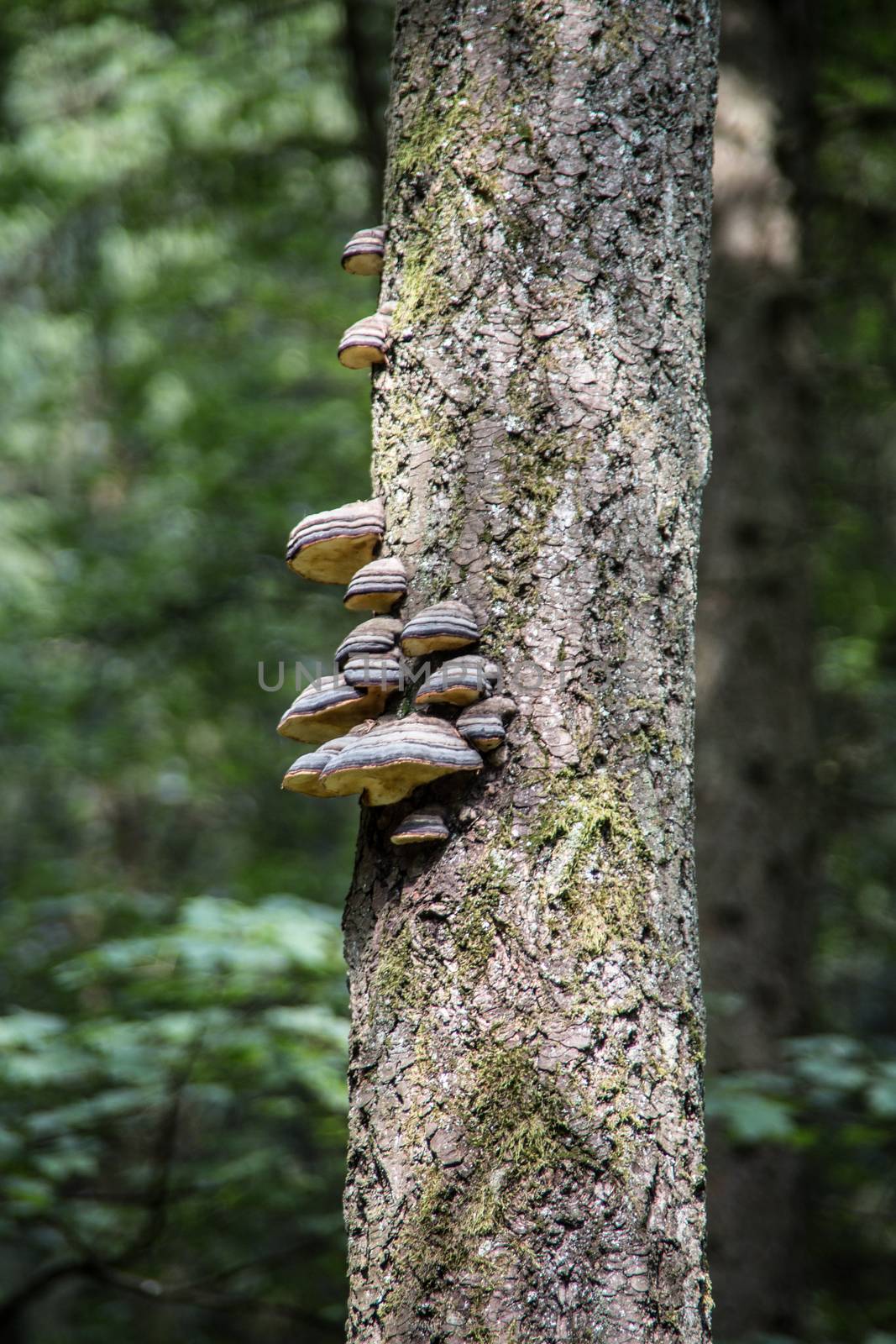 Tree trunk with parasitic tree fungi