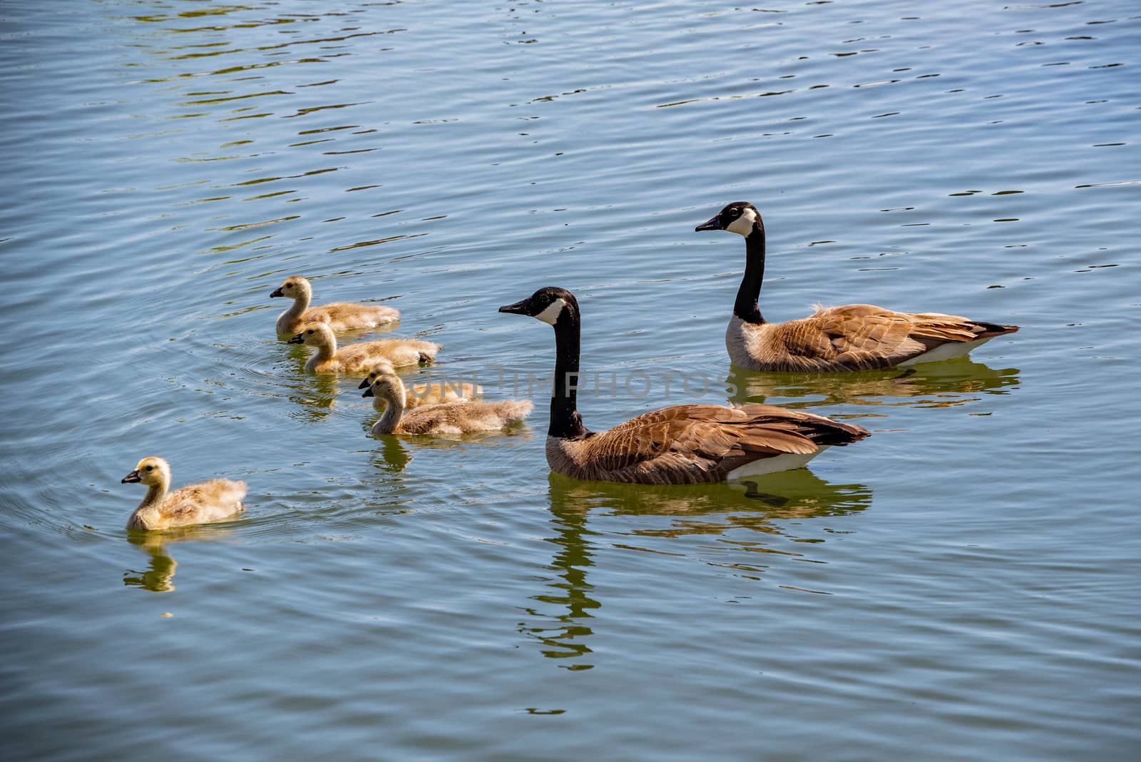 Canada Geese family swimming.