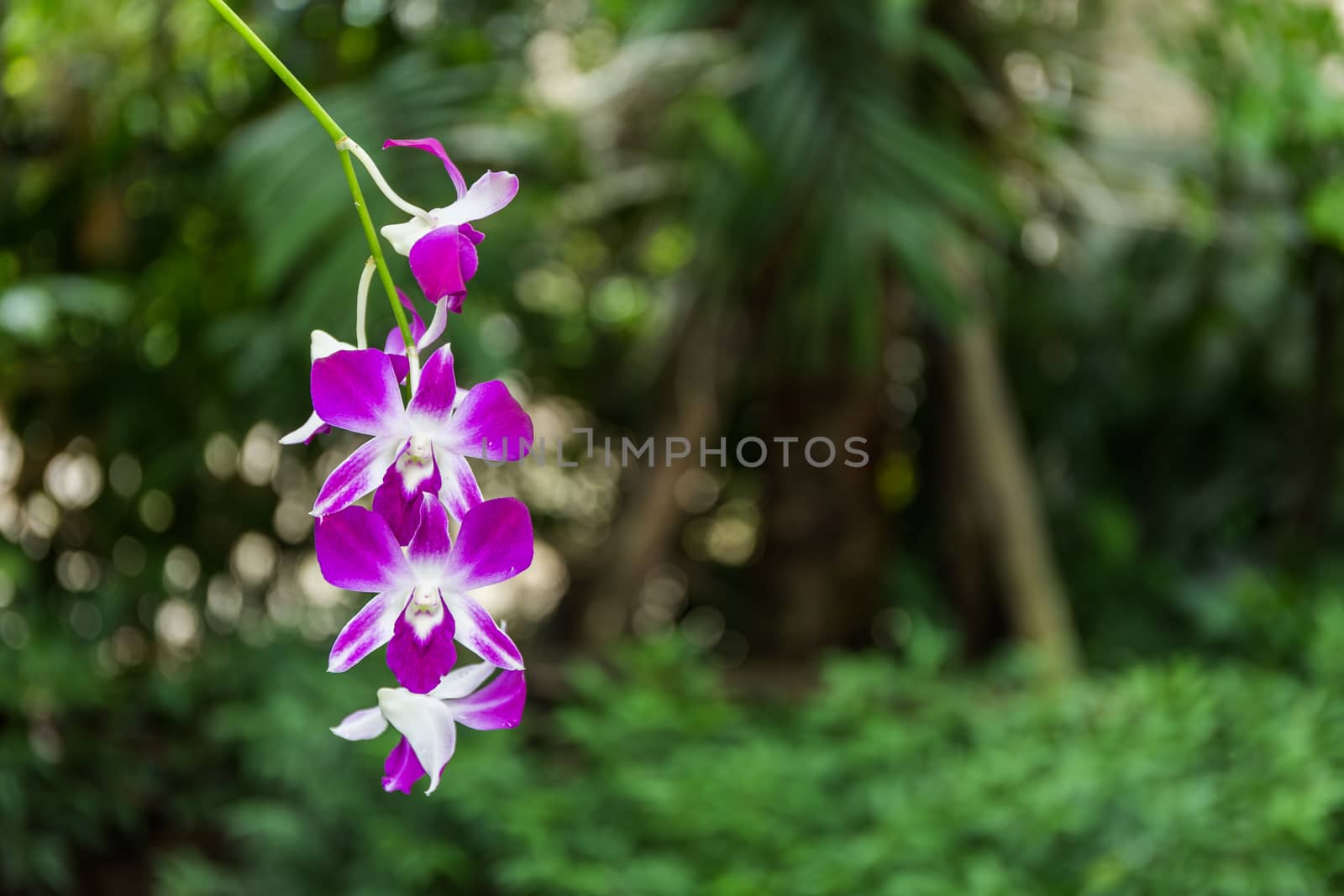 Beautiful orchid blossoms in the home garden.