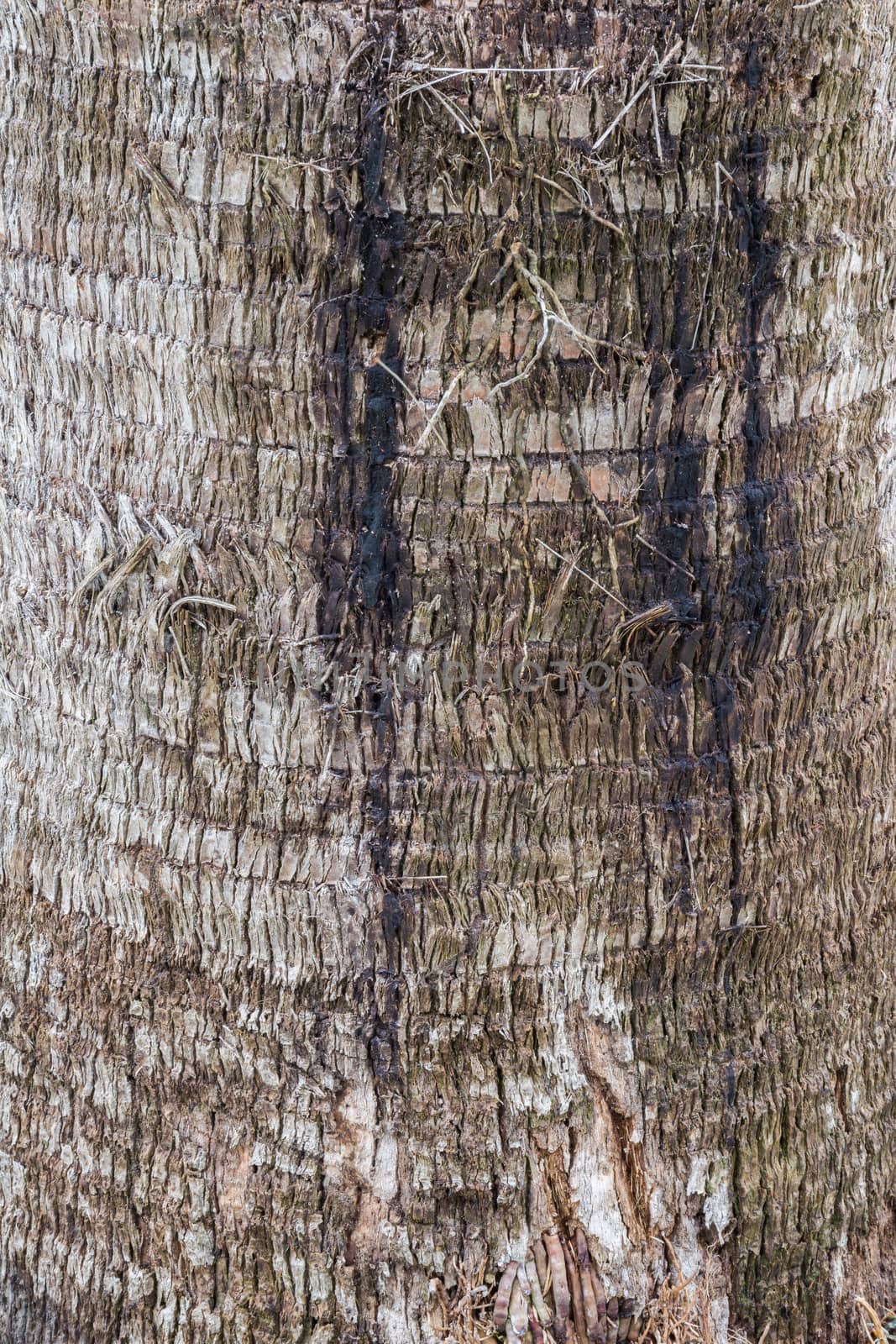 Bark of tree close-up to reveal details.