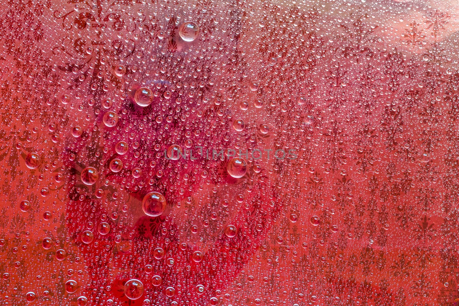 Water drop, droplet, raindrop of red background