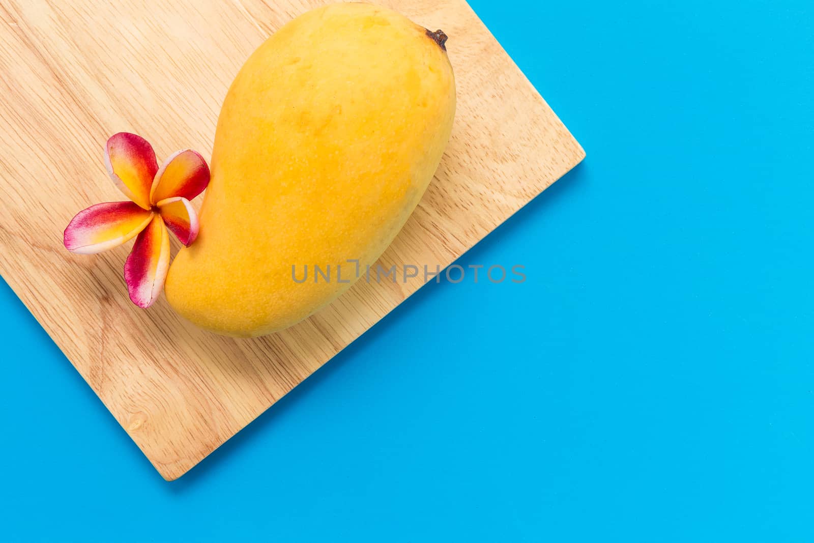 Ripe and yellow Thai mango on blue background.