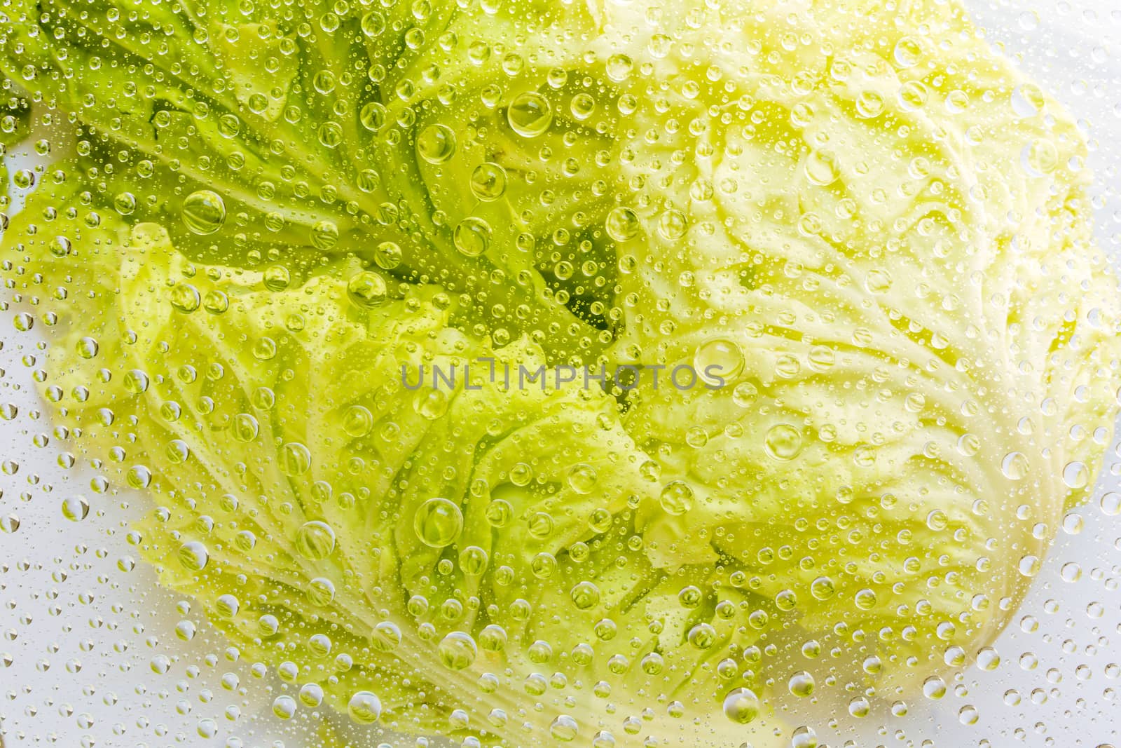 Water drop, droplet, raindrop of cabbage background