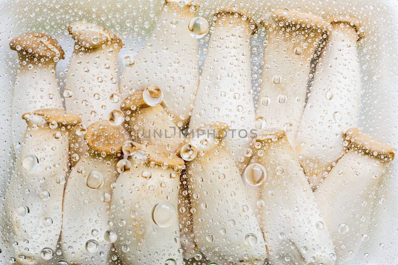 Water drop, droplet, raindrop of mushroom background