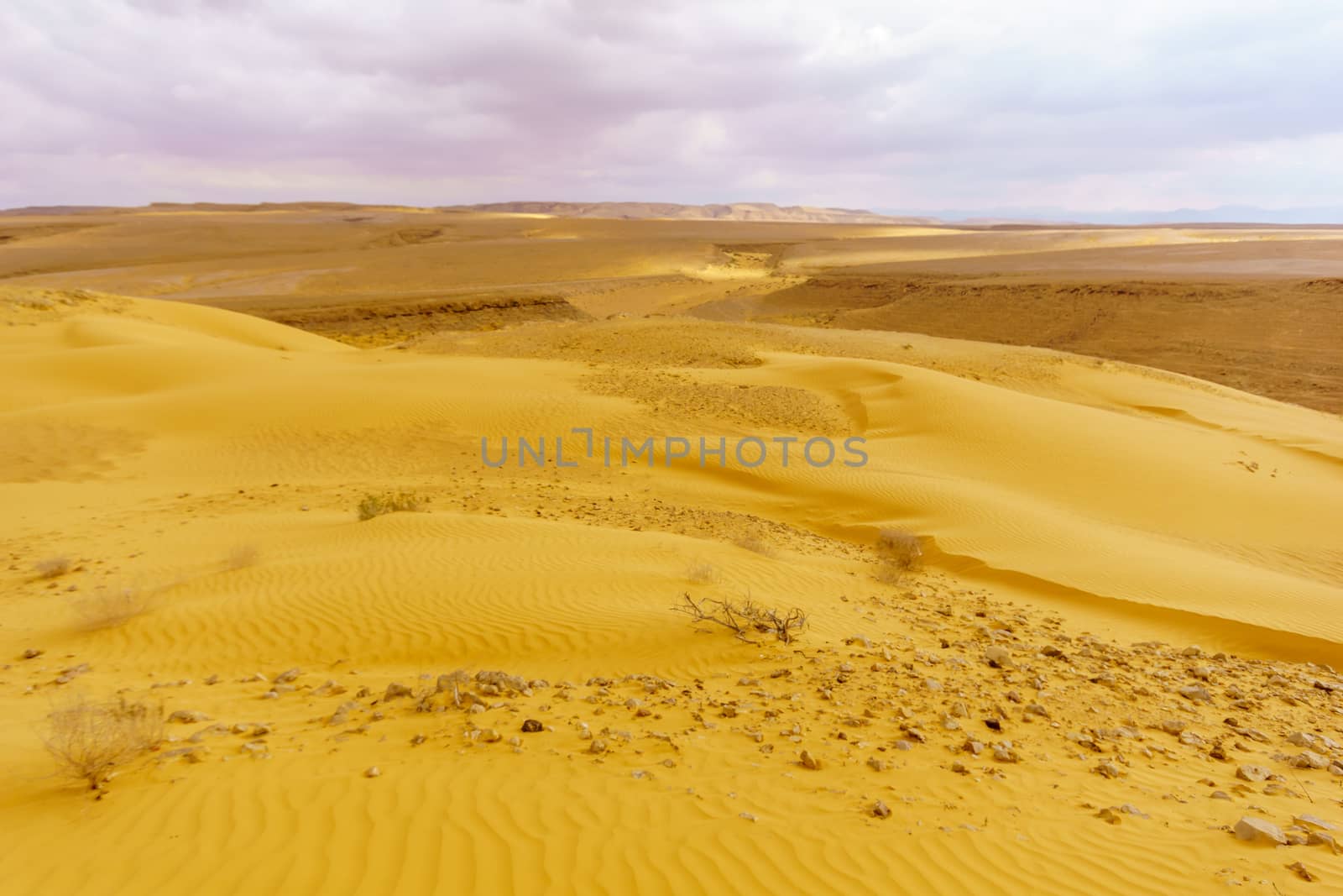 Desert landscape and sand dunes in the Uvda valley, the Negev desert, southern Israel