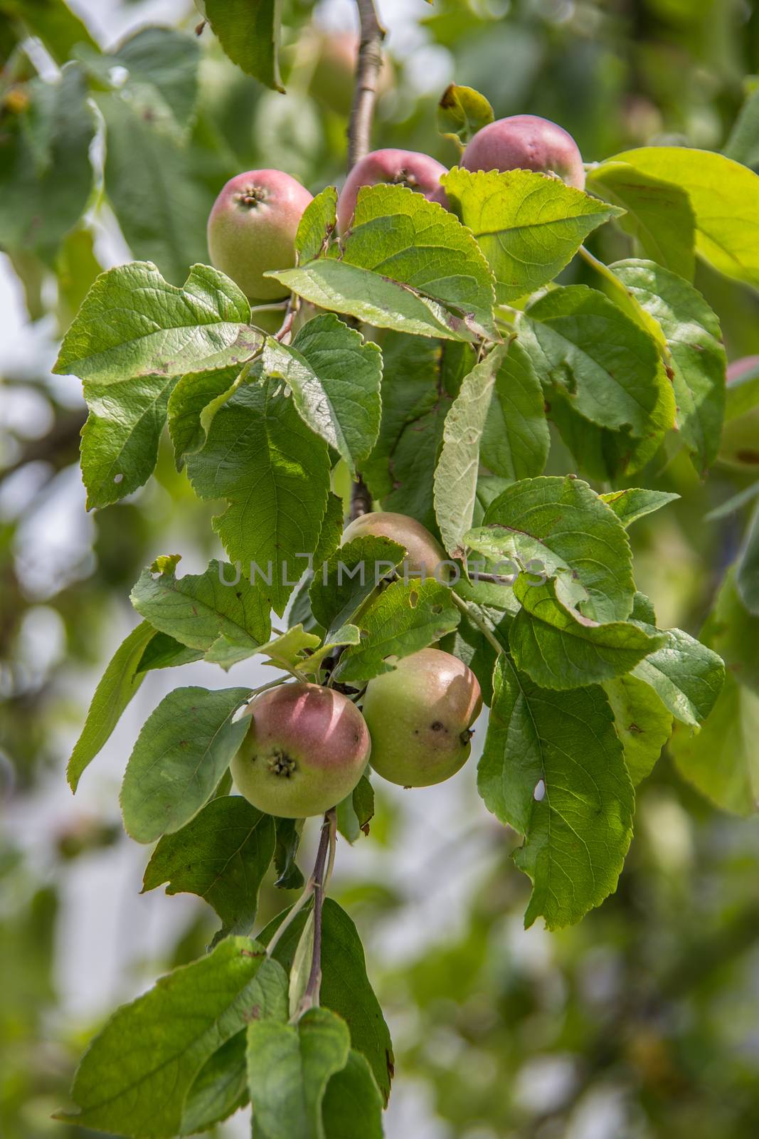 ripe apples on the branch