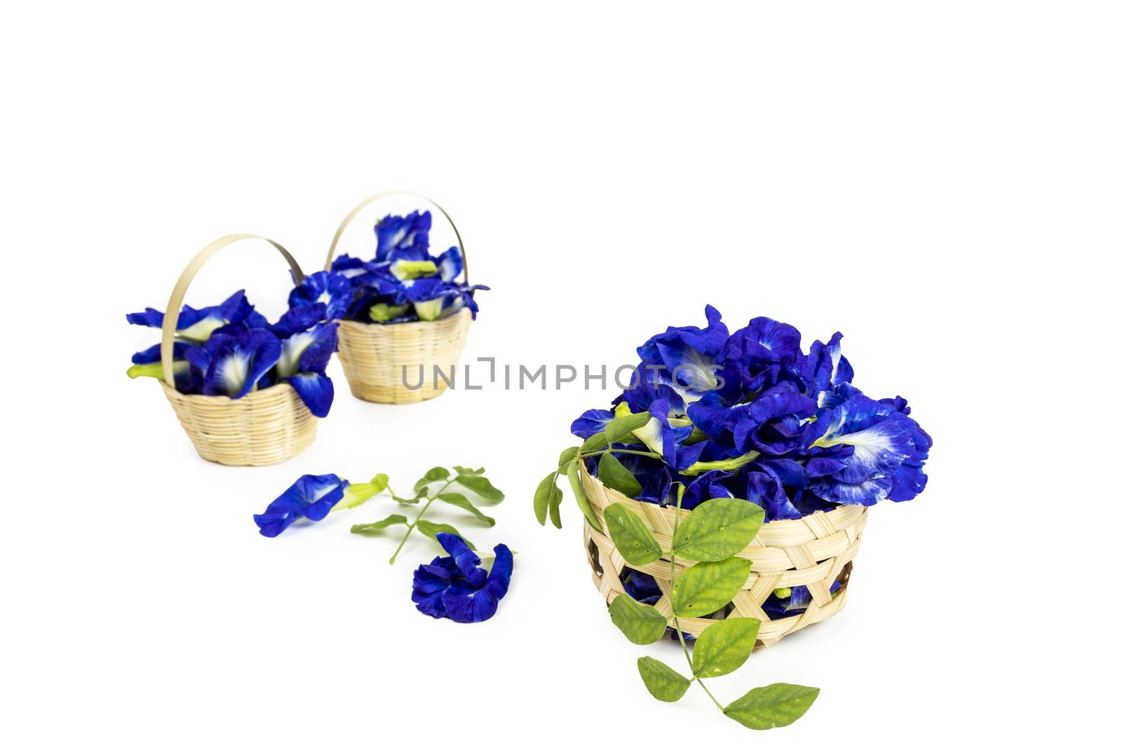 fresh butterfly pea flowers isolated on white background