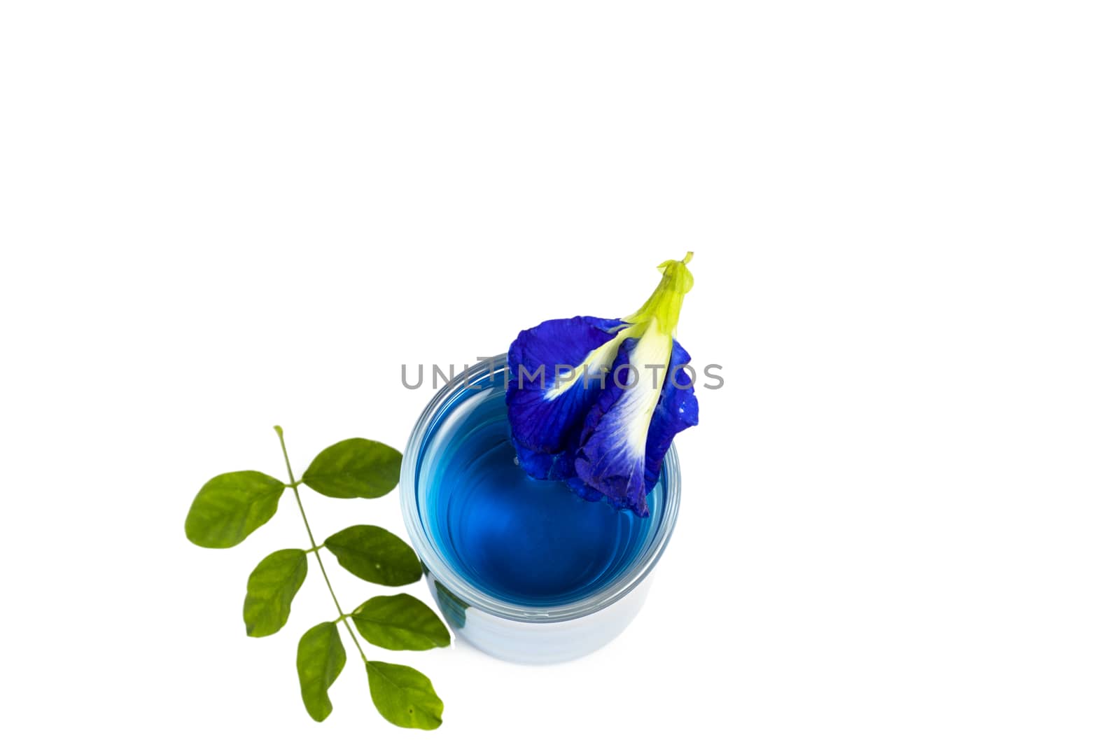 fresh butterfly pea flowers juice isolated on white background Keywords (click to edit): by Khankeawsanan
