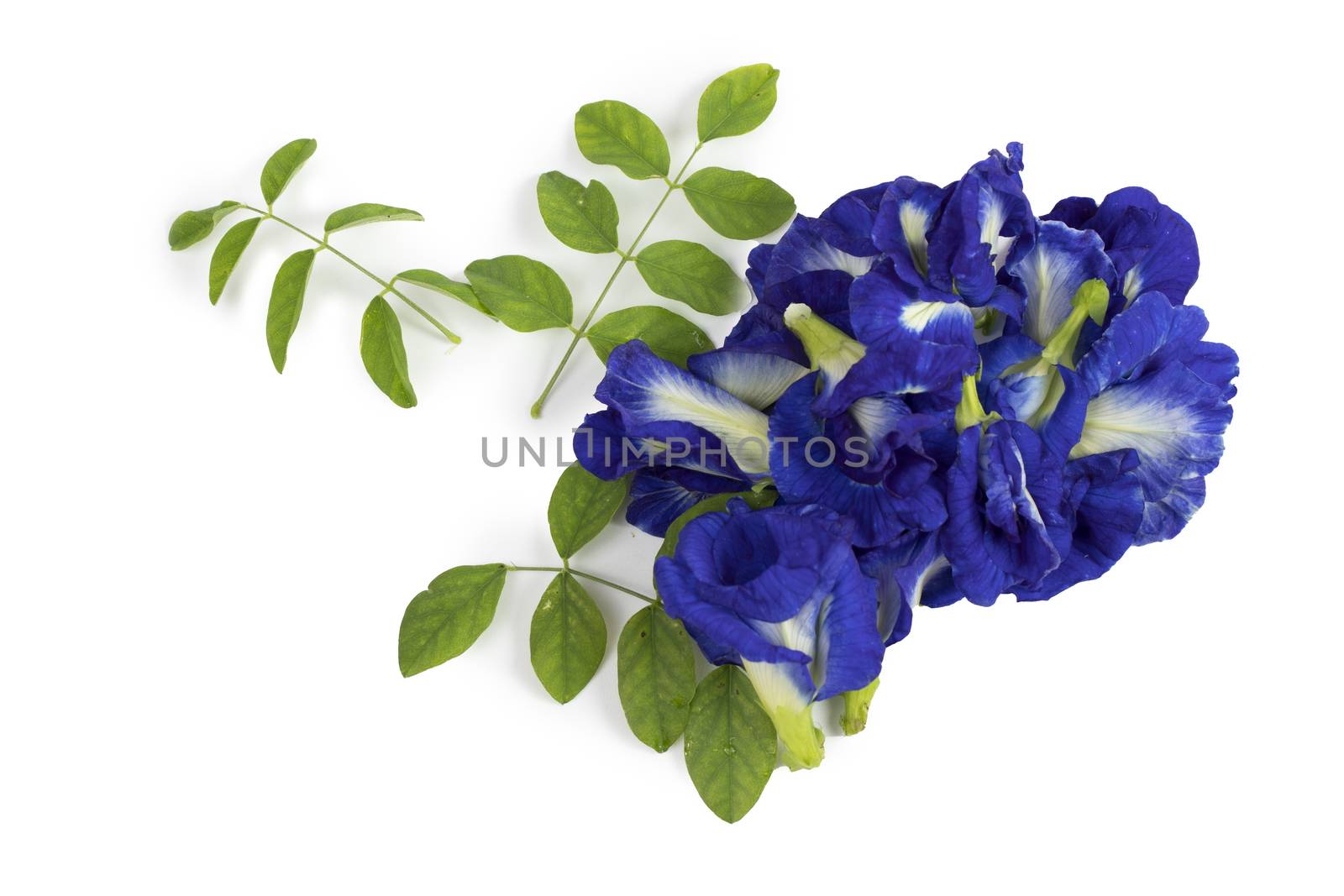 fresh butterfly pea flowers isolated on white background by Khankeawsanan