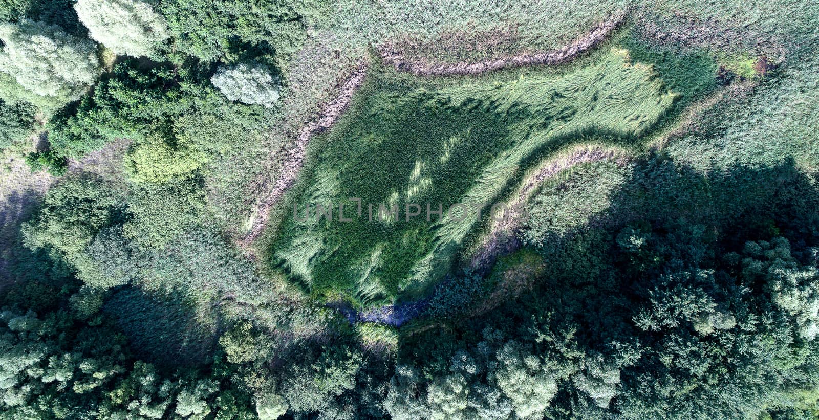 Aerial photo of a pond, completely with plants become overgrown