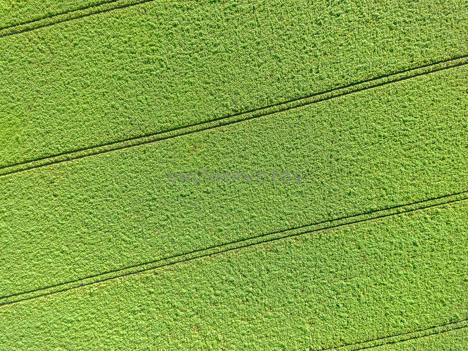 Aerial picture, green field, as a background and texture, abstract