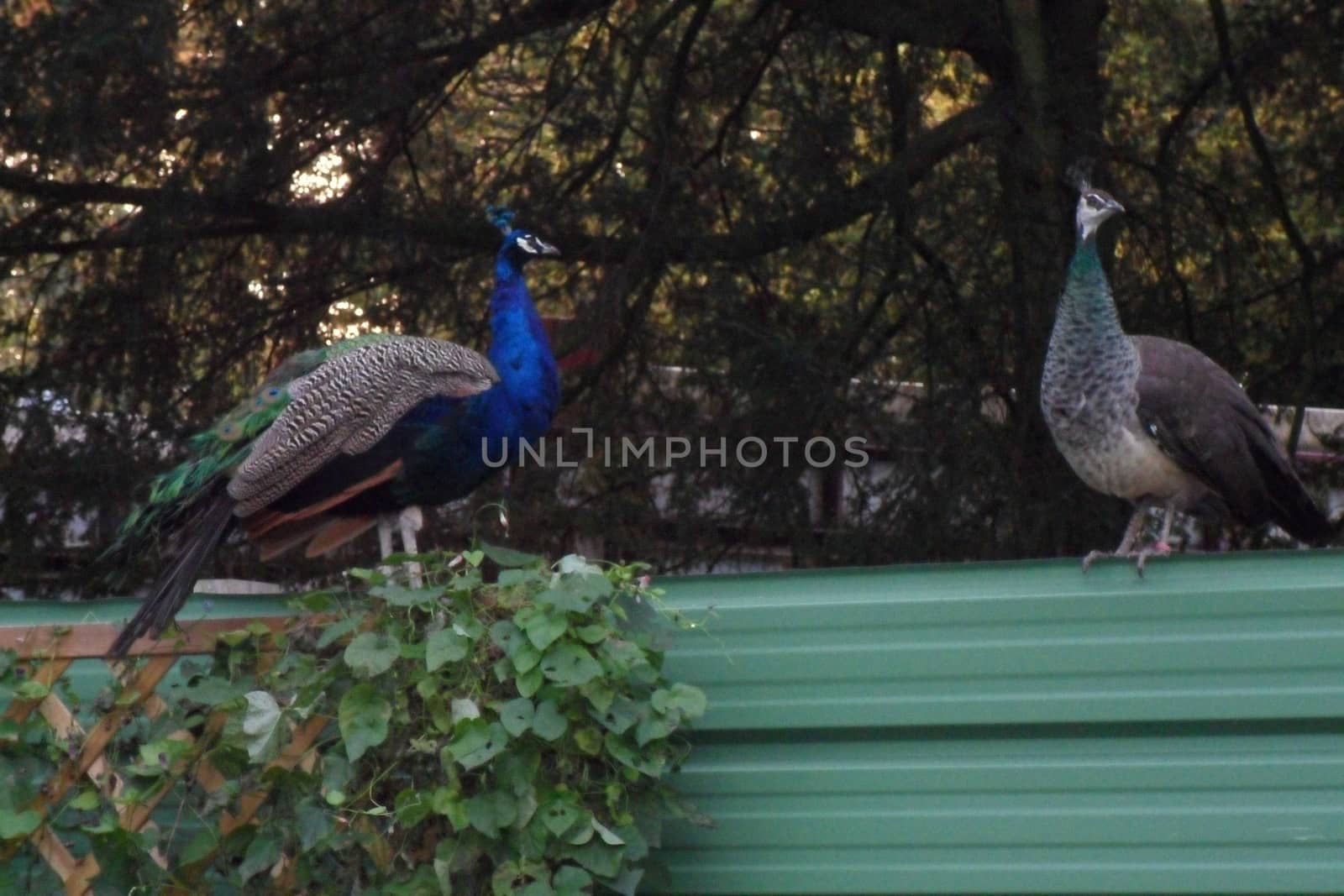 Animals in the natural park in Geneva, Switzerland - Geneva is famous for his park with animals