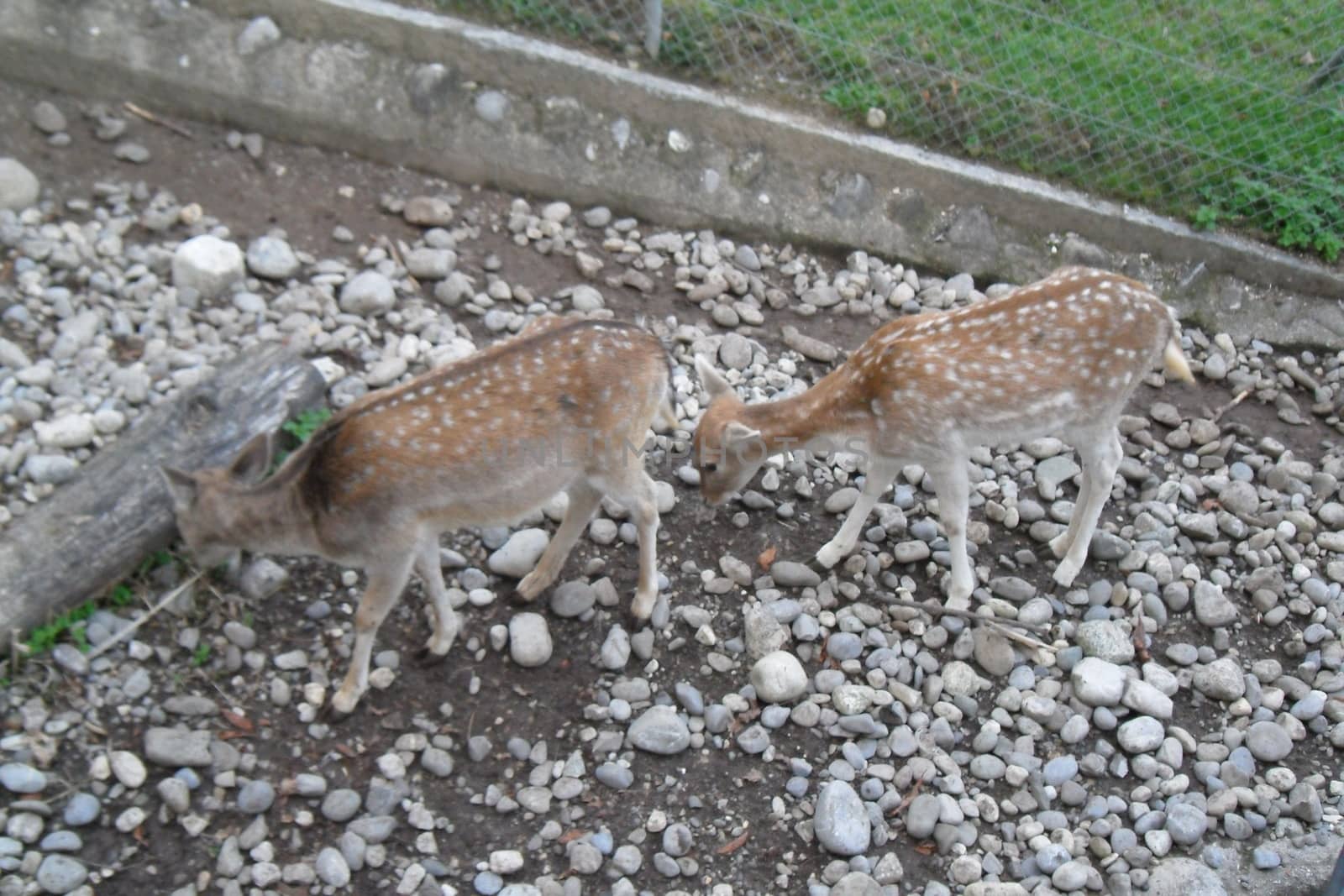 Animals in the natural park in Geneva, Switzerland - Geneva is famous for his park with animals