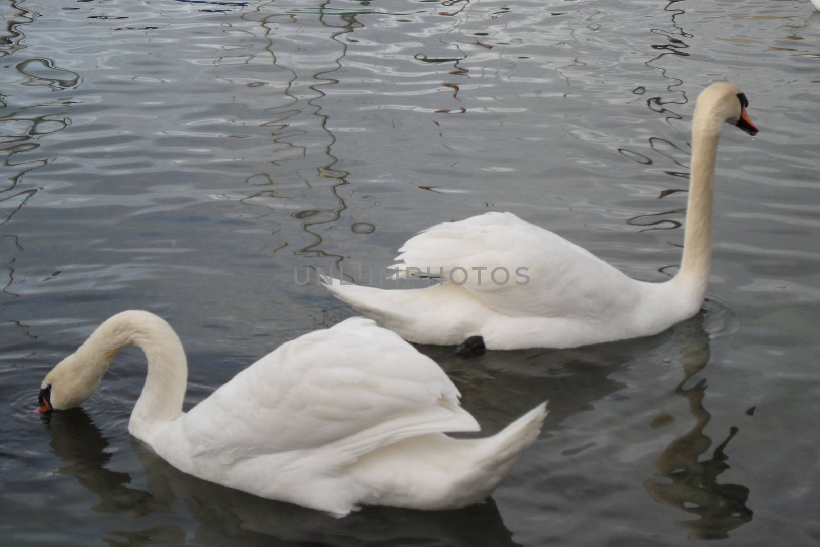 Geneva, Switzerland. Classical view of lake Geneva with waterfowl white swans by quay, the symbols of Geneva. Beautiful romantic scenery of Swiss city.