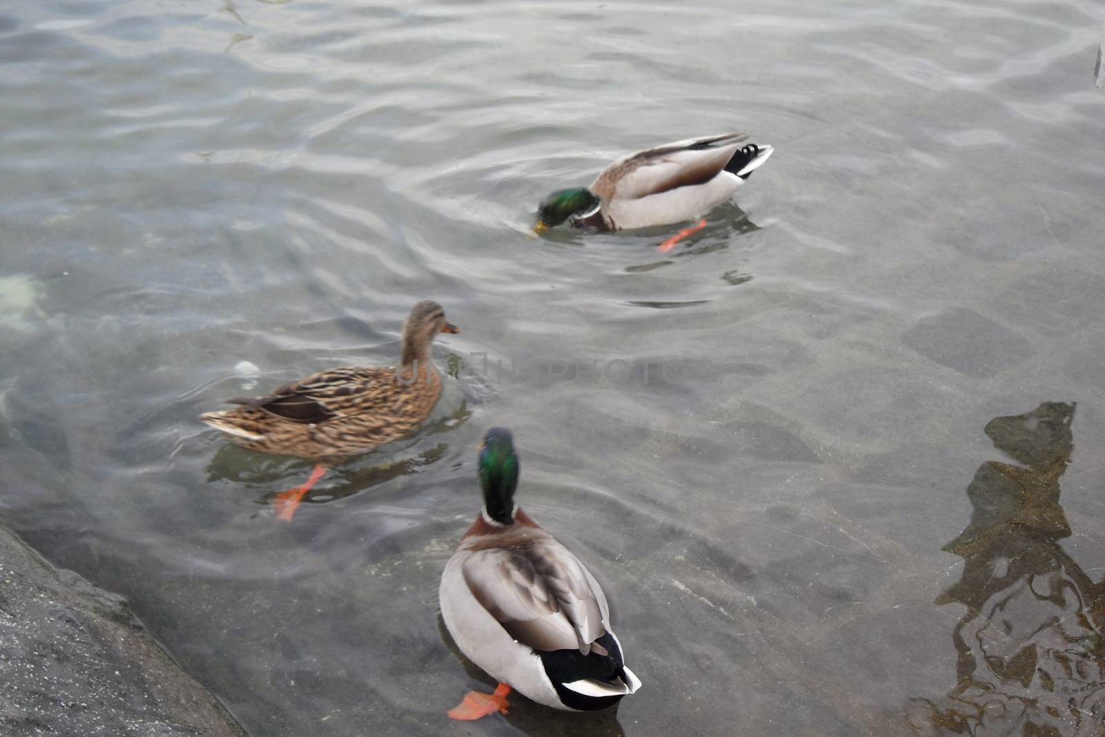 Geneva, Switzerland. Classical view of lake Geneva with waterfowl white swans by quay, the symbols of Geneva. Beautiful romantic scenery of Swiss city.