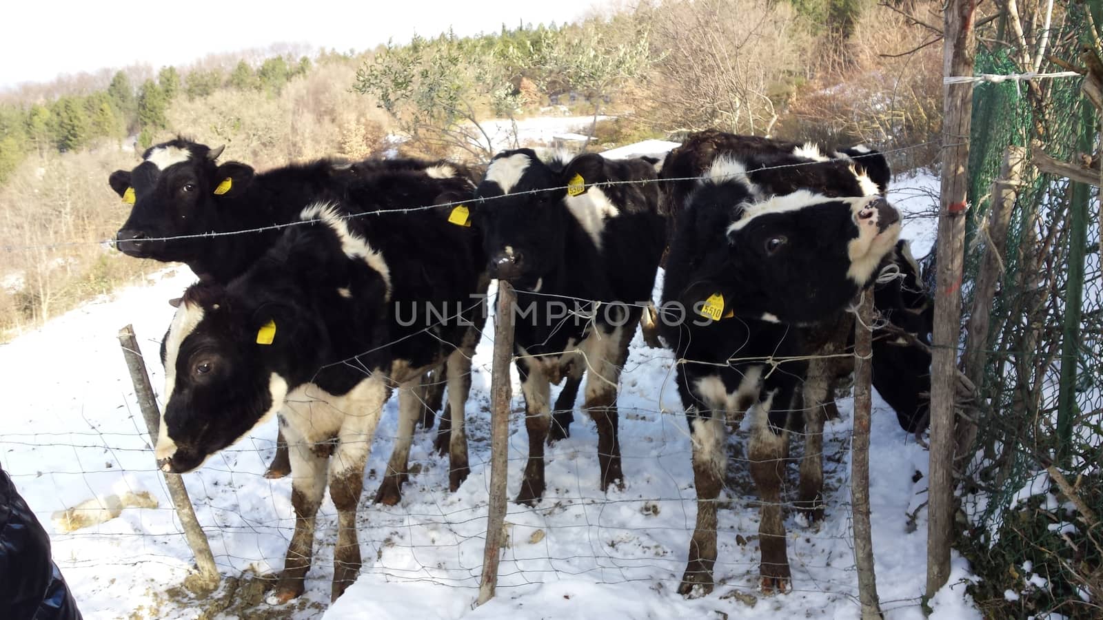 The countryside of Umbria near to Gubbio under the snow during the Winter - Beautiful landscape covered by snow in a sunny day