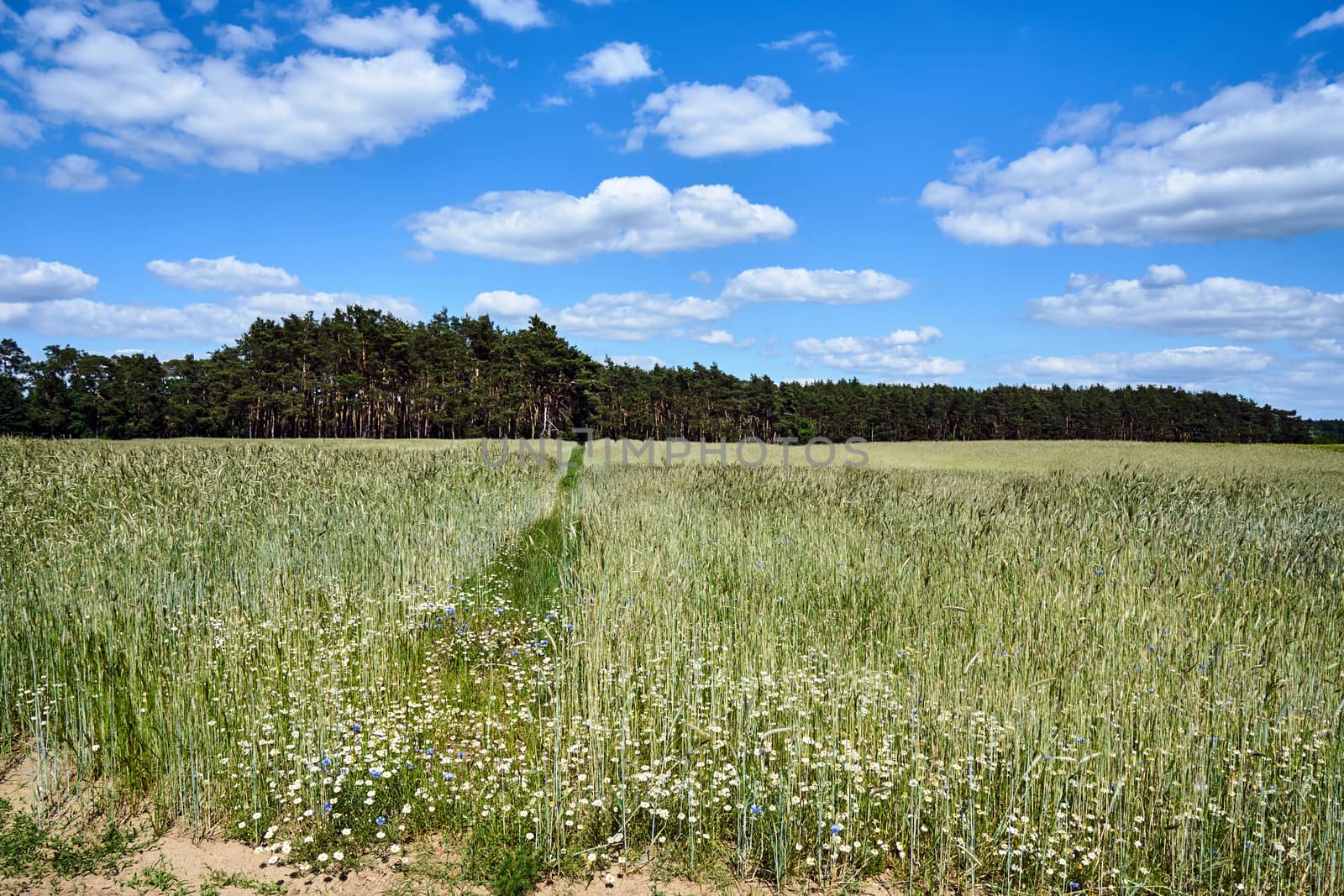 Rural landscape with arable fields on a sunny day in Poland