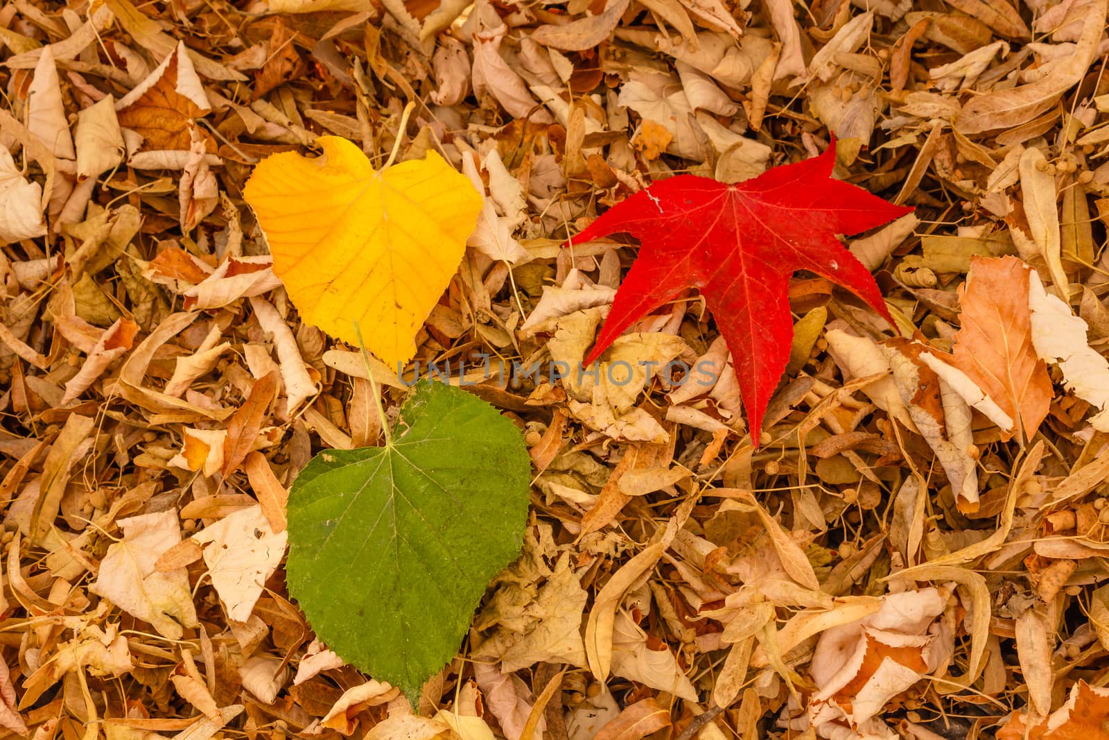 three leaves of red, yellow and green on a carpet of dry leaves by grancanaria