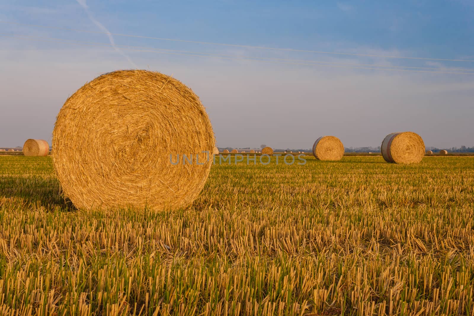 expanse of hay cylindrical bales in a farmland at sunset